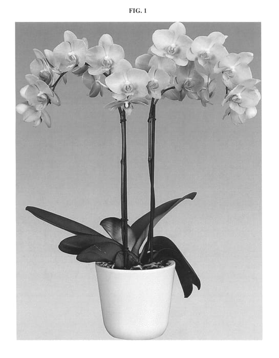Figure 1 of US plant patent PP25853, the photograph of Eye Wonder printed in the patent.