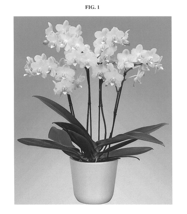 Figure 1 of US plant patent PP25854, the photograph of Poppy Honey printed in the patent.