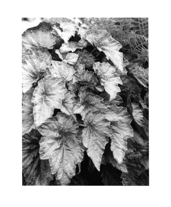Figure 1 of US plant patent PP25855, the photograph of Aurora printed in the patent.