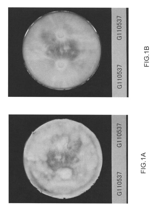 Figure 1 of US plant patent PP25856, the photograph of Grifon-7 printed in the patent.