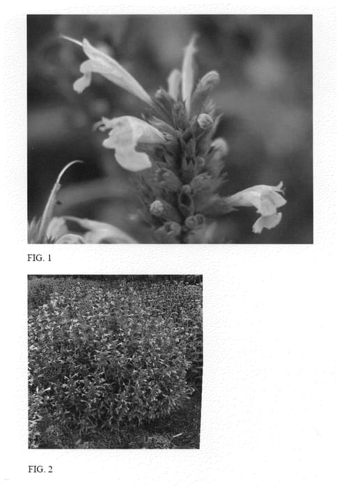 Figure 1 of US plant patent PP25857, the photograph of Rosie Posie printed in the patent.