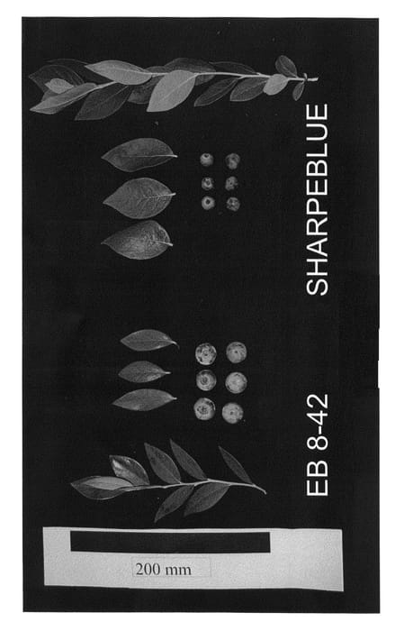 Figure 1 of US plant patent PP25858, the photograph of EB 8-42 printed in the patent.