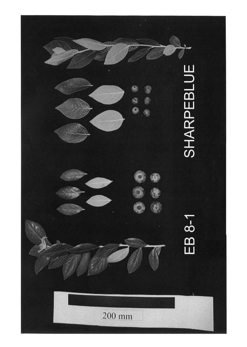Figure 1 of US plant patent PP25859, the photograph of EB 8-1 printed in the patent.