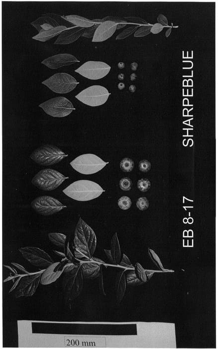 Figure 1 of US plant patent PP25860, the photograph of EB 8-17 printed in the patent.