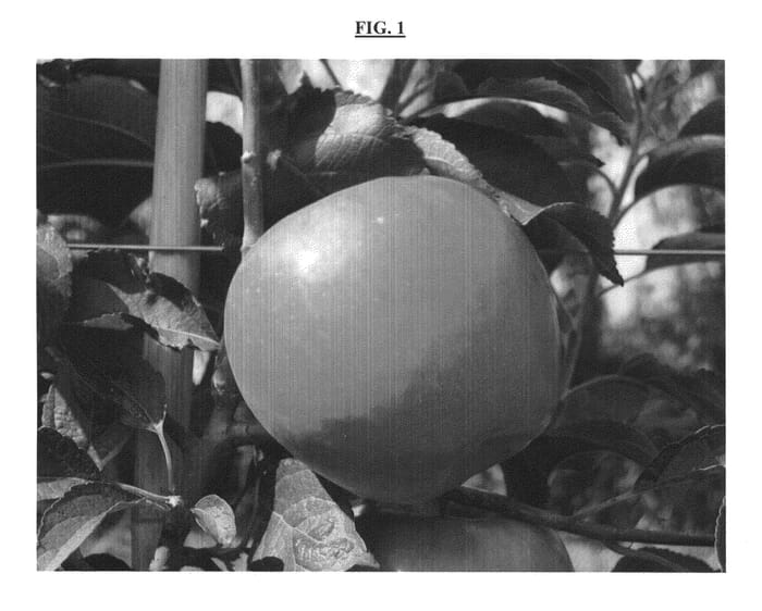 Figure 1 of US plant patent PP25861, the photograph of Sinfonia printed in the patent.