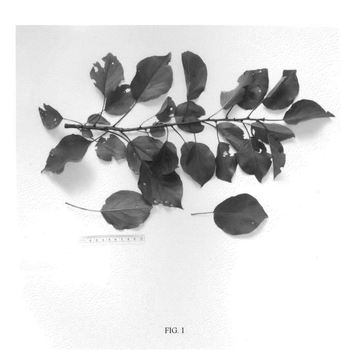 Figure 1 of US plant patent PP25862, the photograph of NJA151 printed in the patent.