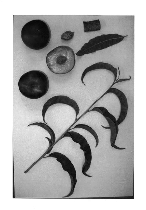 Figure 1 of US plant patent PP25863, the photograph of Burnectthirty printed in the patent.