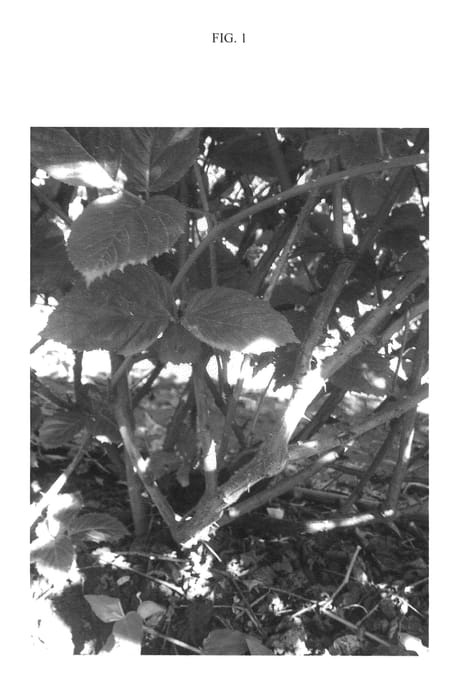 Figure 1 of US plant patent PP25864, the photograph of A-2312 printed in the patent.