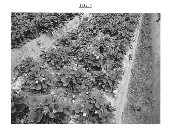 Figure 1 of US plant patent PP25865, the photograph of BG-4.367 printed in the patent.