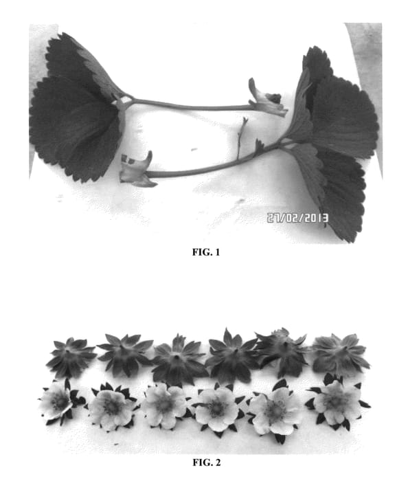 Figure 1 of US plant patent PP25866, the photograph of DrisStrawThirtySeven printed in the patent.