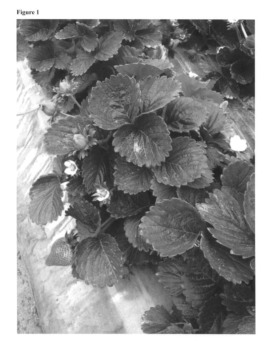 Figure 1 of US plant patent PP25867, the photograph of Crystalina printed in the patent.