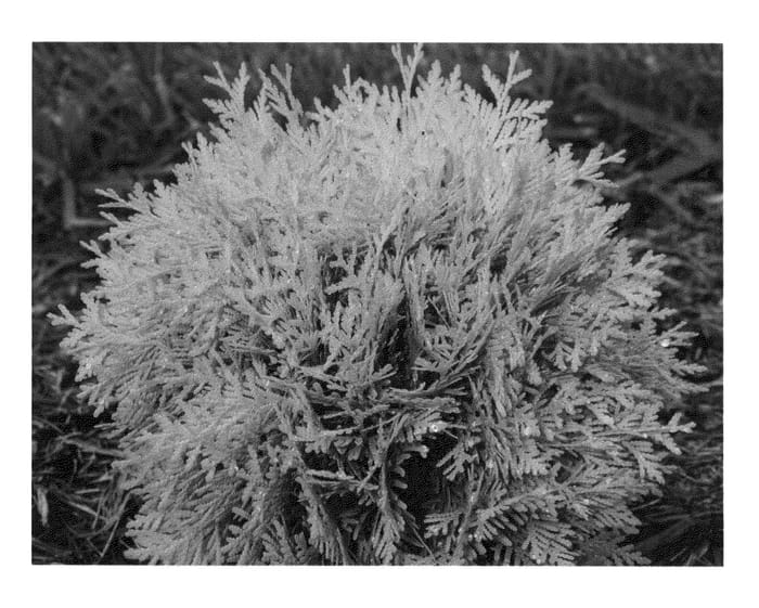 Figure 1 of US plant patent PP25868, the photograph of Anna van Vloten printed in the patent.
