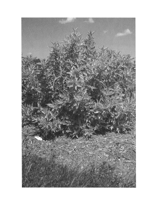 Figure 1 of US plant patent PP25869, the photograph of Novaweifus printed in the patent.