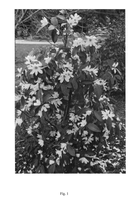 Figure 1 of US plant patent PP25870, the photograph of MICJUR05 printed in the patent.