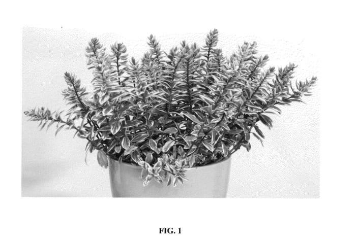Figure 1 of US plant patent PP25871, the photograph of Tull 302 printed in the patent.