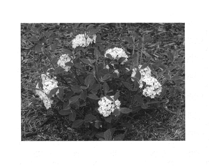 Figure 1 of US plant patent PP25872, the photograph of SMVCB printed in the patent.