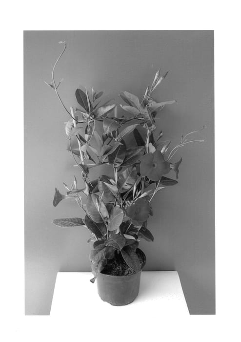 Figure 1 of US plant patent PP25873, the photograph of Lanlouisiana printed in the patent.
