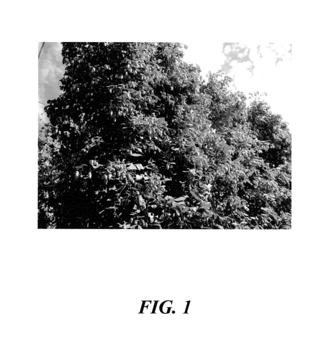 Figure 1 of US plant patent PP25874, the photograph of HBC 291 printed in the patent.