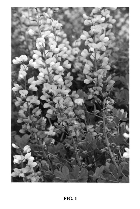 Figure 1 of US plant patent PP25875, the photograph of Lunar Eclipse printed in the patent.