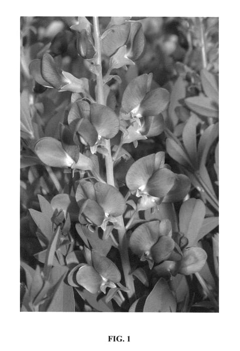Figure 1 of US plant patent PP25876, the photograph of Lavender Rose printed in the patent.