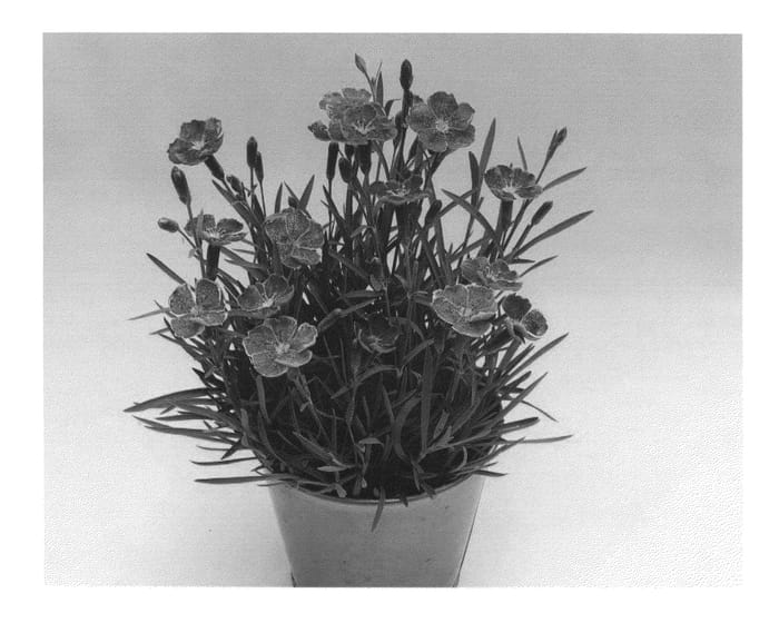 Figure 1 of US plant patent PP25877, the photograph of KLEDG13146 printed in the patent.