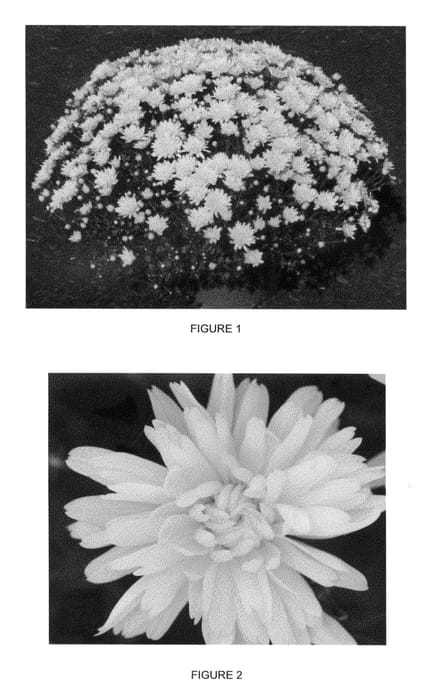 Figure 1 of US plant patent PP25878, the photograph of CIFZ0013 printed in the patent.