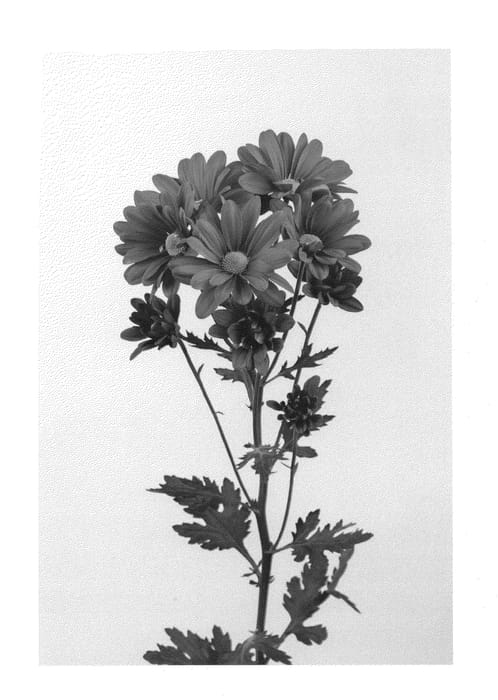 Figure 1 of US plant patent PP25879, the photograph of DCHRYATRED printed in the patent.