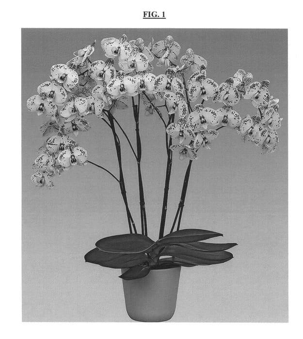 Figure 1 of US plant patent PP25880, the photograph of Cupid Spirit printed in the patent.