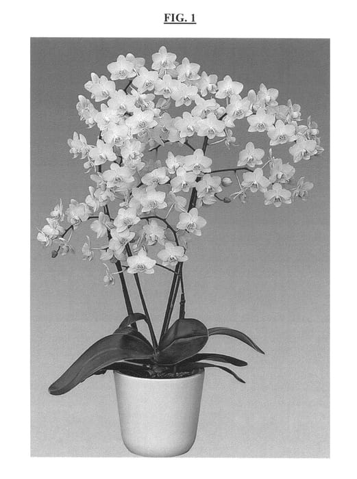Figure 1 of US plant patent PP25881, the photograph of Liv printed in the patent.