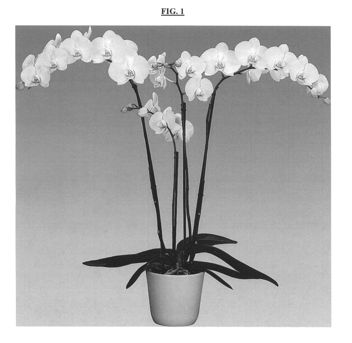 Figure 1 of US plant patent PP25882, the photograph of FLOR179934 printed in the patent.
