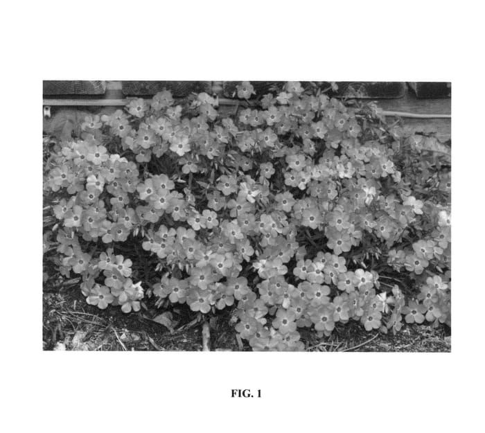 Figure 1 of US plant patent PP25883, the photograph of Pink Profusion printed in the patent.