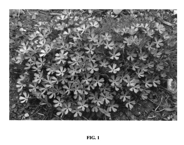 Figure 1 of US plant patent PP25884, the photograph of Violet Pinwheels printed in the patent.