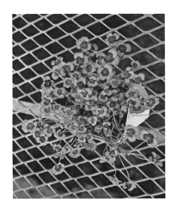 Figure 1 of US plant patent PP25885, the photograph of TFLGG01-0 printed in the patent.