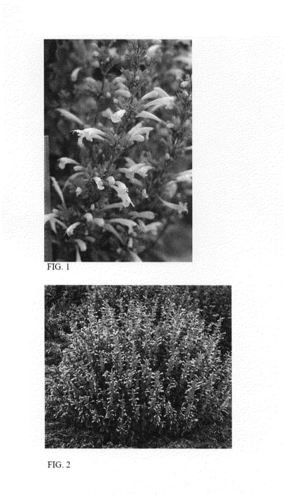 Figure 1 of US plant patent PP25886, the photograph of Peachie Keen printed in the patent.