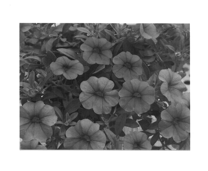 Figure 1 of US plant patent PP25887, the photograph of KLECA12236 printed in the patent.