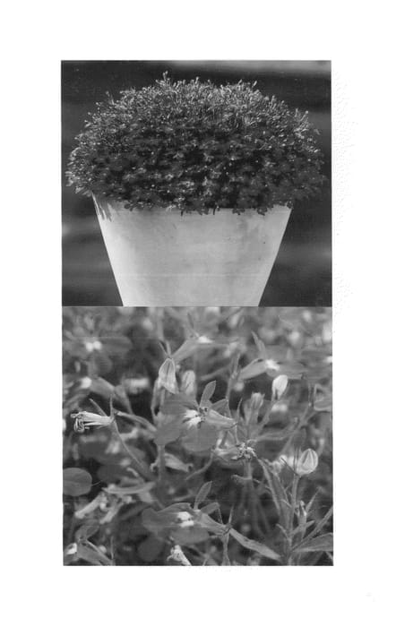 Figure 1 of US plant patent PP25888, the photograph of Sunlobe Bulucon printed in the patent.