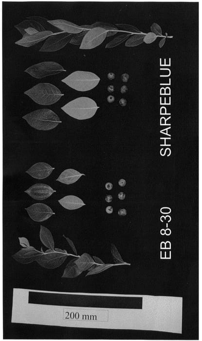 Figure 1 of US plant patent PP25889, the photograph of EB 8-30 printed in the patent.