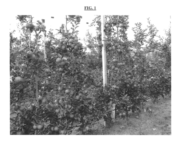 Figure 1 of US plant patent PP25890, the photograph of Majesty printed in the patent.