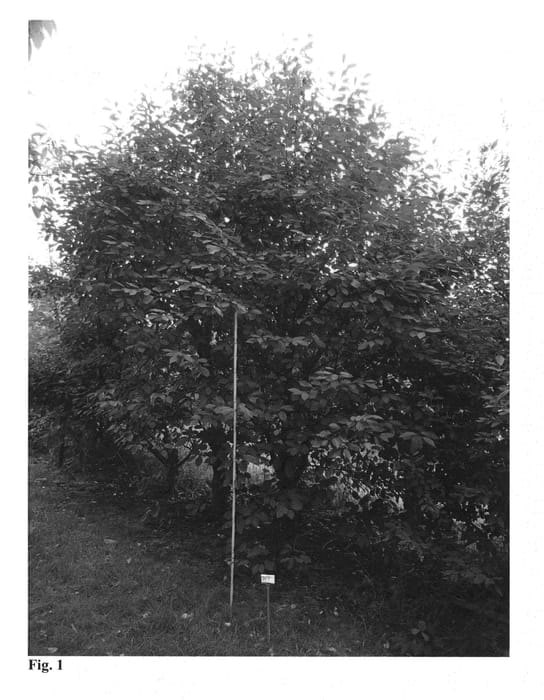 Figure 1 of US plant patent PP25891, the photograph of STO1 printed in the patent.
