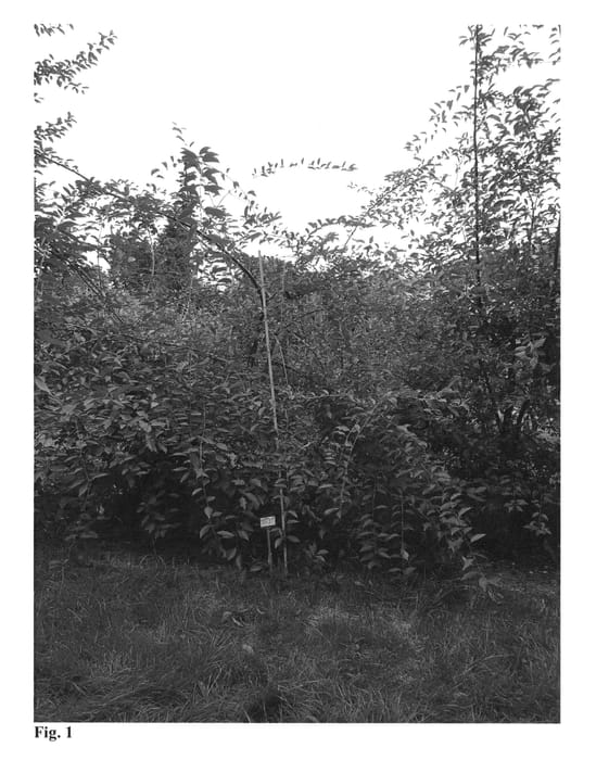 Figure 1 of US plant patent PP25892, the photograph of STO2 printed in the patent.