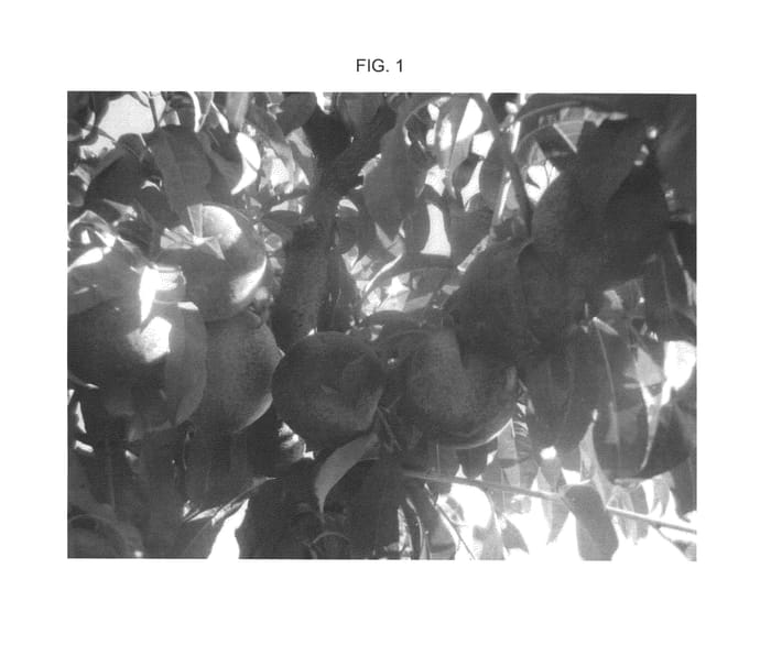Figure 1 of US plant patent PP25893, the photograph of Andes Nec-3 printed in the patent.