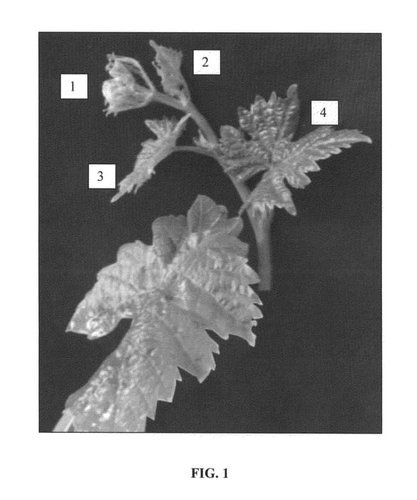 Figure 1 of US plant patent PP25894, the photograph of Iniagrape-one printed in the patent.