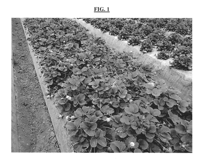 Figure 1 of US plant patent PP25895, the photograph of BG-6.3024 printed in the patent.