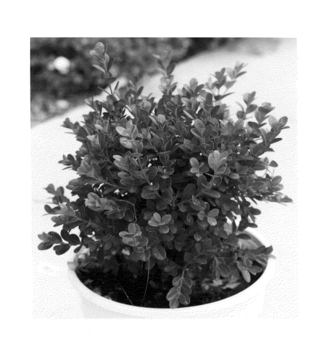 Figure 1 of US plant patent PP25896, the photograph of Bulthouse printed in the patent.