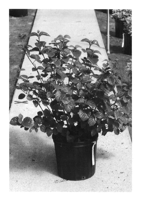 Figure 1 of US plant patent PP25897, the photograph of SMVDBL printed in the patent.
