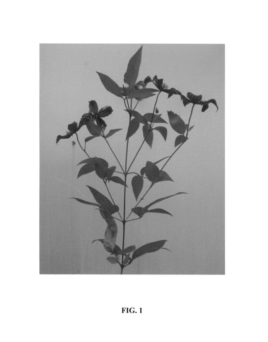 Figure 1 of US plant patent PP25898, the photograph of Zo06137 printed in the patent.