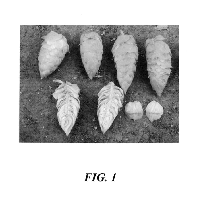 Figure 1 of US plant patent PP25899, the photograph of HBC 366 printed in the patent.