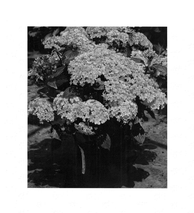 Figure 1 of US plant patent PP25900, the photograph of SMHMP1 printed in the patent.