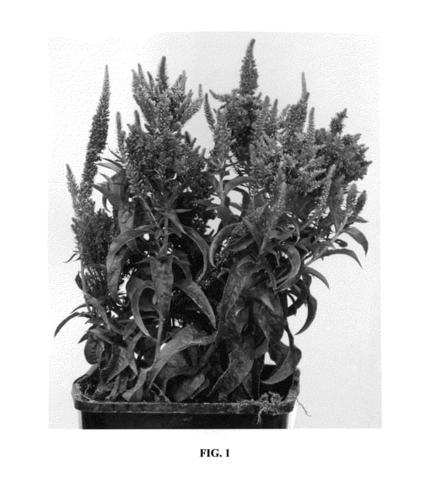 Figure 1 of US plant patent PP25901, the photograph of Baby Bomb printed in the patent.