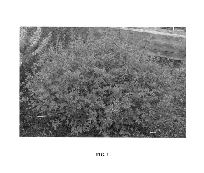 Figure 1 of US plant patent PP25902, the photograph of Blue Mound printed in the patent.